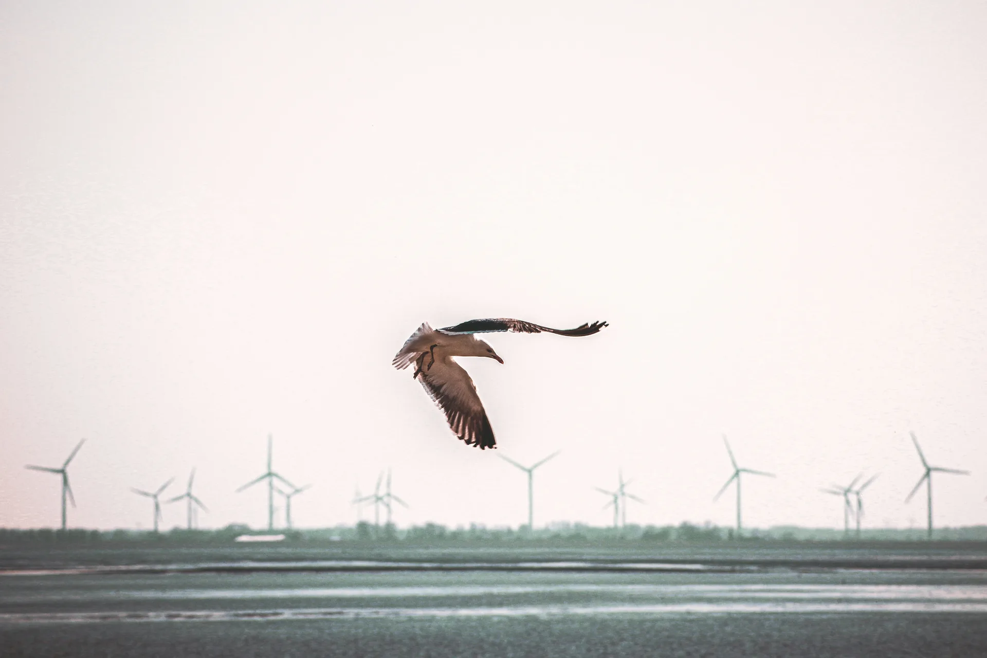 BIODIVERSITE EN PREMIERE LIGNE : UN PROJET EOLIEN REMIS EN CAUSE FAUTE DE DEROGATION ADAPTEE