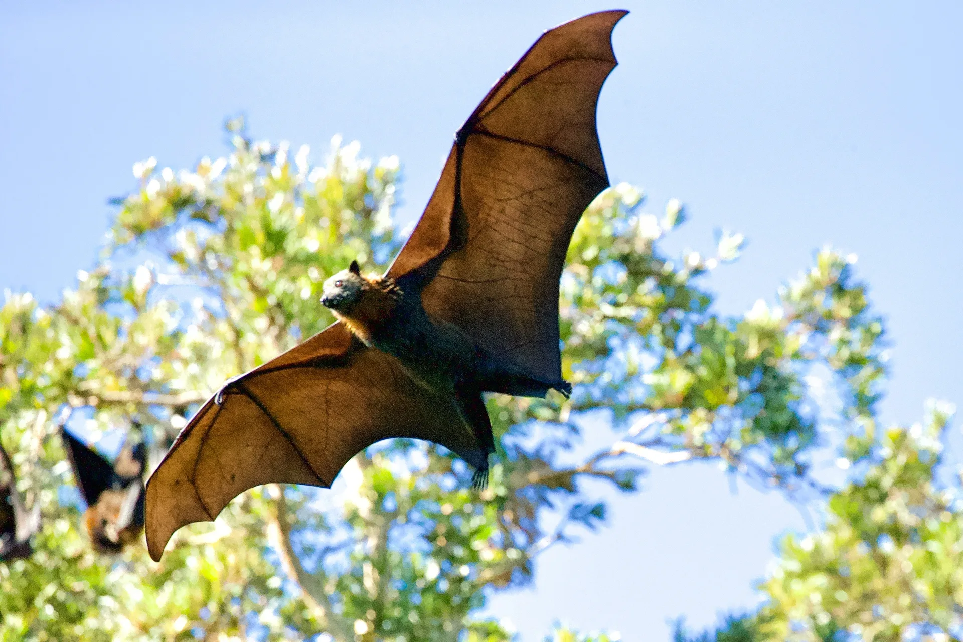 Le parc éolien du Grand Auverné tire sa révérence 🦇